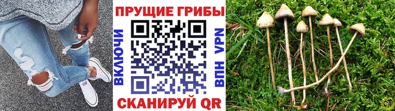 Псилоцибиновые грибы мицелий  где продают   Чухлома 